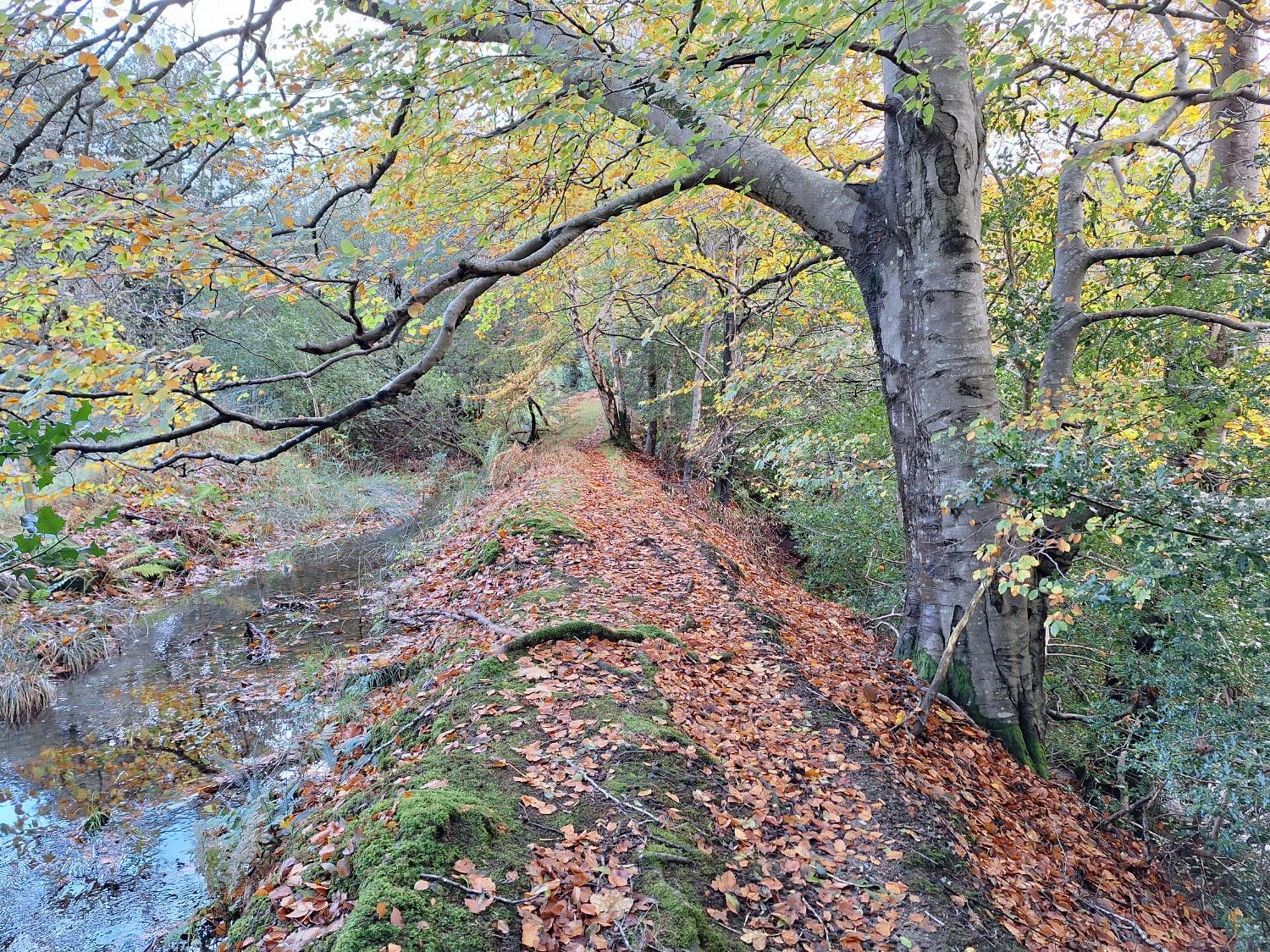 Ryan's * Rostrevor