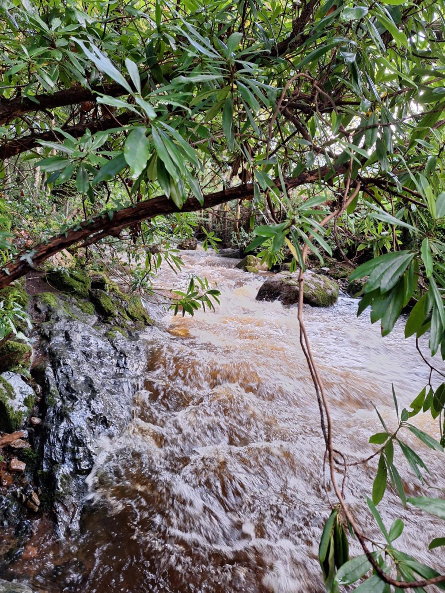 Ryan's Rostrevor