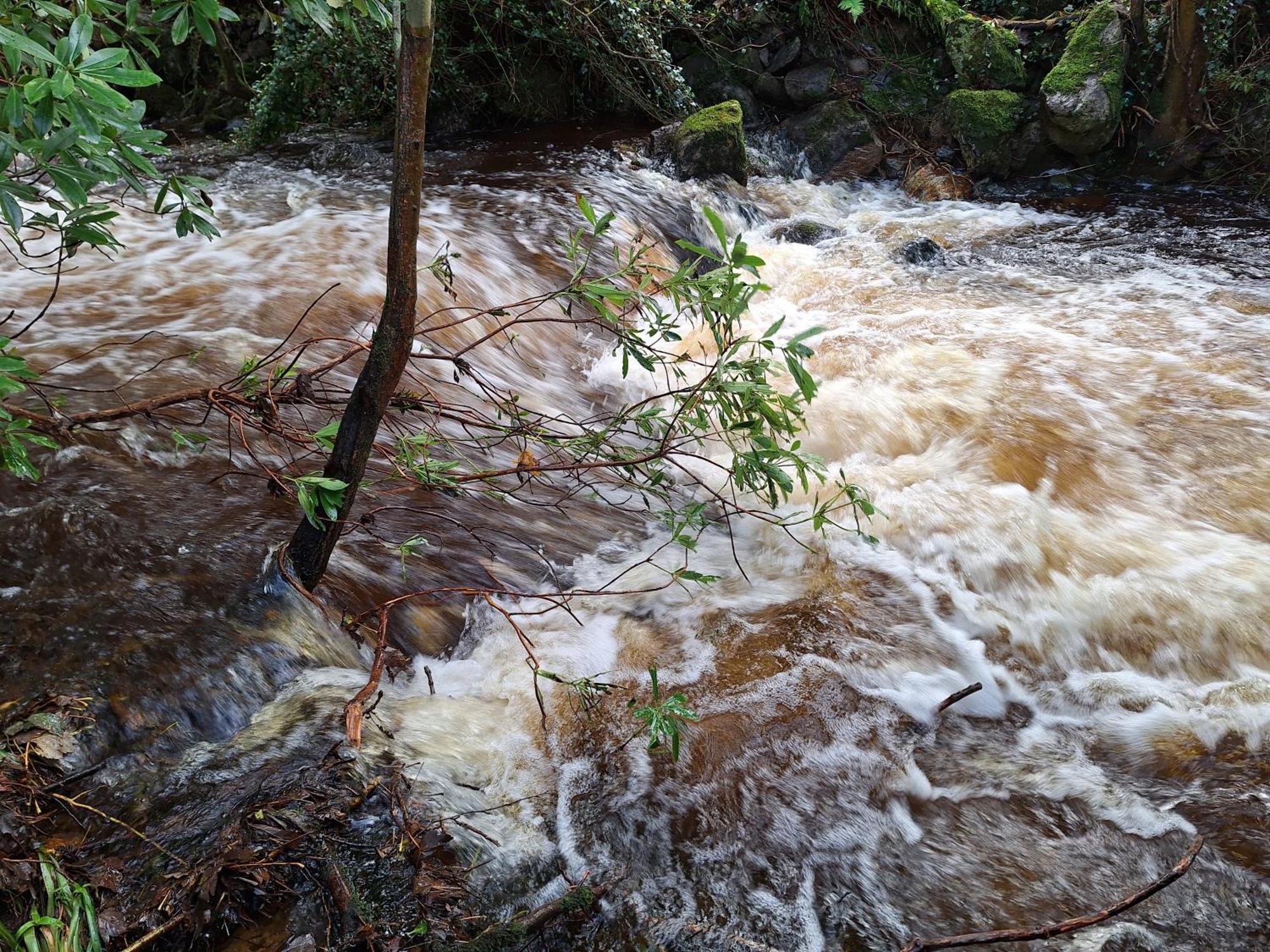 Ryan's Rostrevor